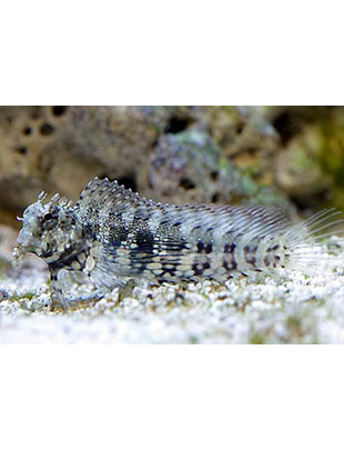 Blenny - Lawnmower/Sailfin