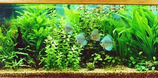 14 In-Home Aquarium Ideas and How to Care for Them