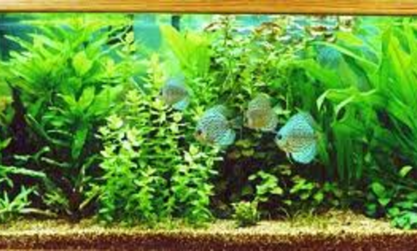 14 In-Home Aquarium Ideas and How to Care for Them