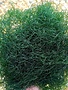 Chaetomorpha Macro Algae
