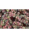 Red Root Floater - Small Bunch
