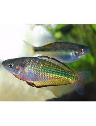 Rainbow Fish - Australian (Md)