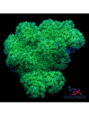 Coral - Frag - Seriatopora Green