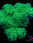 Coral - Frag - Seriatopora Green
