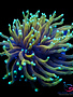 Coral - Frag - Euphyllia Torch - Dragon Soul