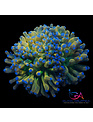 Coral - Frag - Euphyllia Torch - Holy Grail