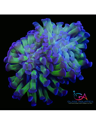 Coral - Frag - Euphyllia Hammer Blue