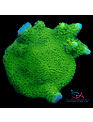 Coral - Frag - Montipora Digitata Green