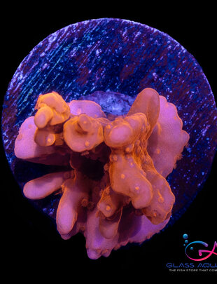 Coral - Frag - Montipora Setosa - Red