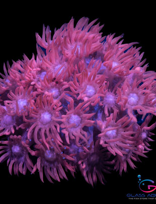 Coral - Frag -Goniopora - 1980 Hot Pink