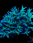 Coral - Frag - Seriatopora Ponape Birdsnest