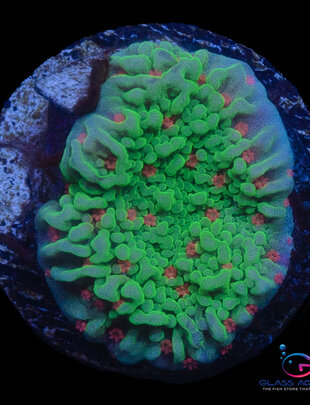 Coral - Frag - Montipora Setosa - Season's Greetings