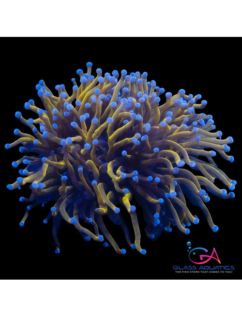 Coral - Frag - Euphyllia Torch - Gold Indo ULTRA