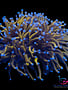 Coral - Frag - Euphyllia Torch - Gold Indo ULTRA