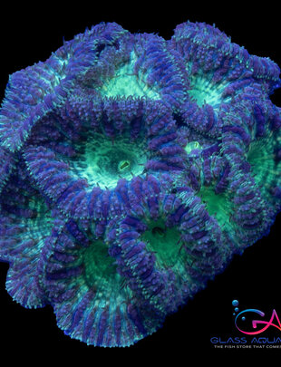 Coral - Frag - Blastomussa Wellsi - Lavender Fields GA