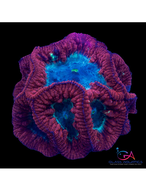 Coral - Frag - Blastomussa - Fat Head Red GA