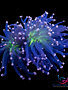Coral - Frag - Euphyllia Torch - Hocus Pocus