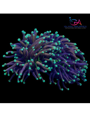 Coral - Frag - Euphyllia Torch - Jester Indo