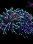 Coral - Frag - Euphyllia Torch - Jester Indo