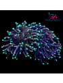 Coral - Frag - Euphyllia Torch - Jester Indo