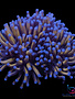 Coral - Frag - Euphyllia Torch - 24 K Indo