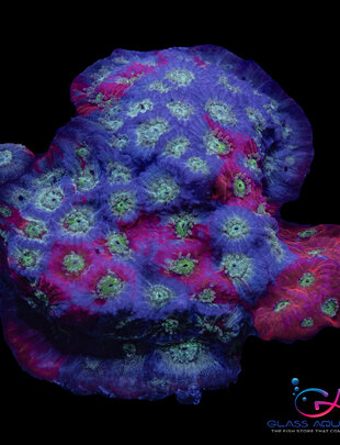 Coral - Frag - Favia - War Coral Fire and Ice GA