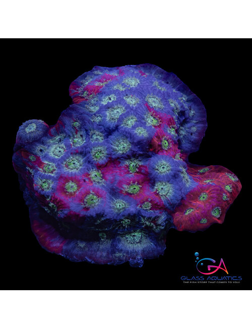 Coral - Frag - Favia - War Coral Fire and Ice GA