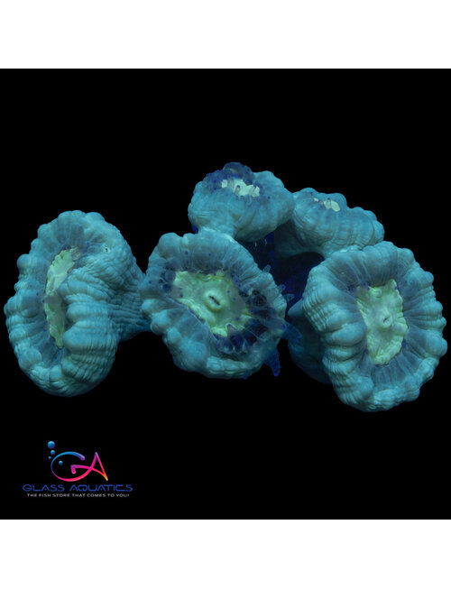 Coral - Frag - Caulastrea - Candy Cane Blue