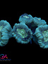 Coral - Frag - Caulastrea - Candy Cane Blue