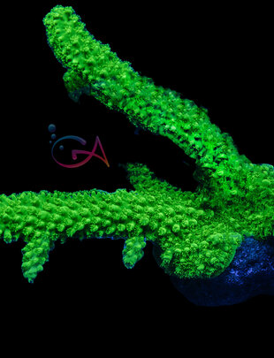 Coral - Frag - Acropora Yongei - Green Slimer