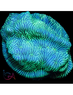 Coral - Frag - Leptoseris - Green Maze