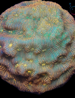 Coral - Frag - Leptoseris - Orange