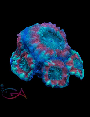Coral - Frag - Acan Lordhowensis - Firebird GA