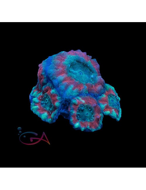 Coral - Frag - Acan Lordhowensis - Firebird GA