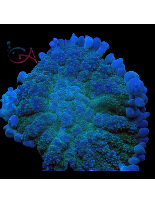 Coral - Frag - Mushroom Rhodactis Pincushion - Lady FrankensteinUC