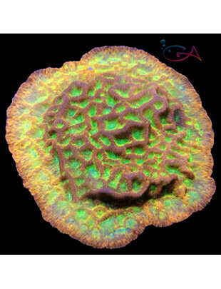 Coral - Frag - Leptoseris - Jack O Lantern JF