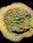 Coral - Frag - Leptoseris - Jack O Lantern JF