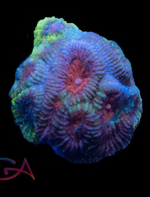 Coral - Frag - Favia - Berry Bumpkin GA