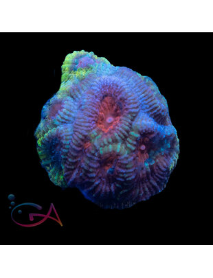 Coral - Frag - Favia - Berry Bumpkin GA