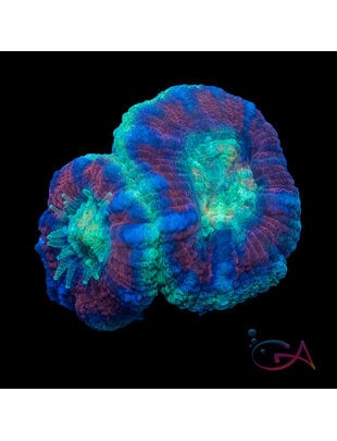 Coral - Frag - Acan Lordhowensis - Wacky Wednesday GA