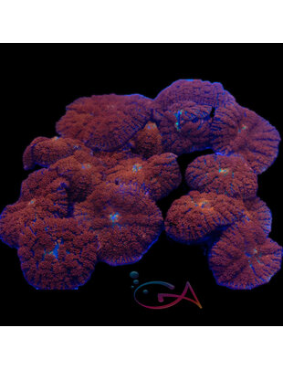 Coral - Frag - Mushroom Rhodactis - Red Robin GA