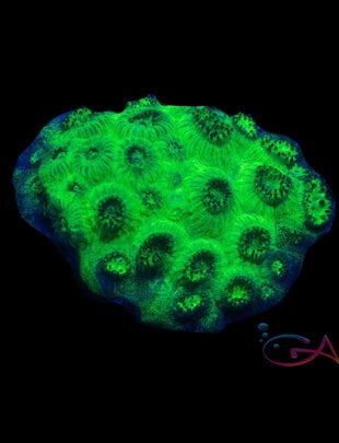 Coral - Frag - Plesiastrea Versipora Ghastly Green GA