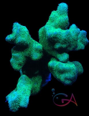 Coral - Frag - Psammocora - Branching Green