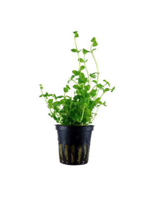 Tropica Bacopa Australis - Potted (Tropica)
