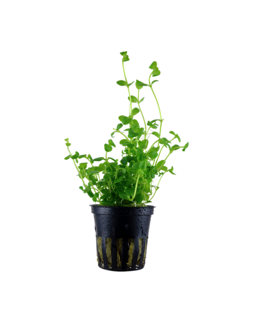 Tropica Bacopa Australis - Potted (Tropica)