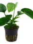 Anubias Barteri Caladiifolia - Potted (Tropica)