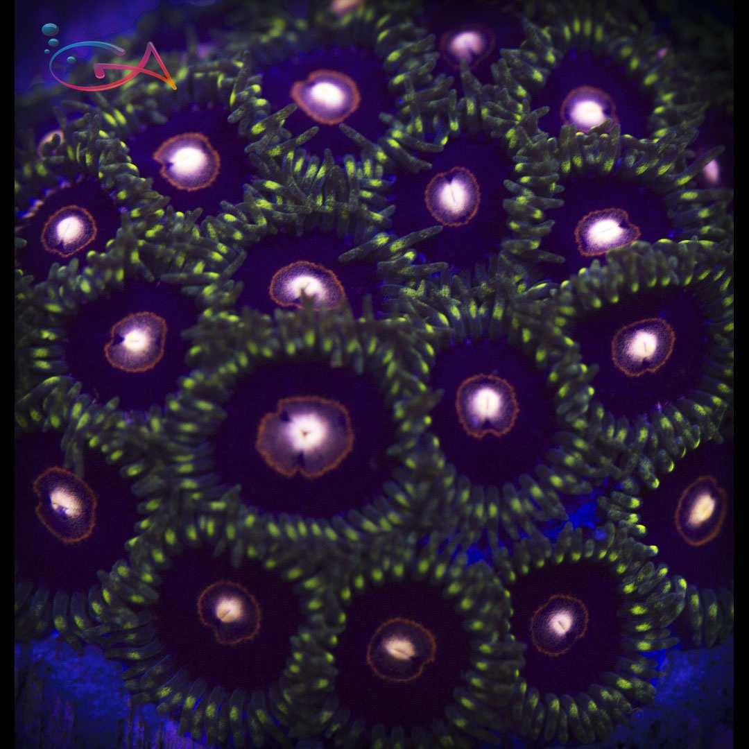 Coral Frag Zoa King Jawbreaker CB Glass Aquatics