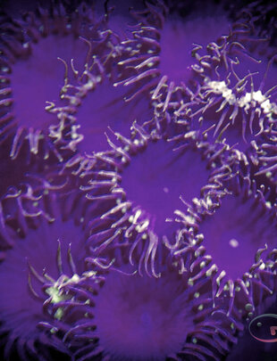 Coral - Frag - Palythoa Purple Death
