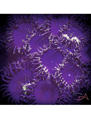 Coral - Frag - Palythoa Purple Death