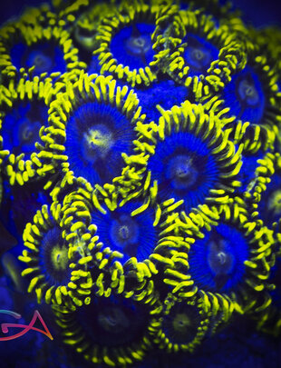 Coral - Frag - Zoa Blueberry Fields